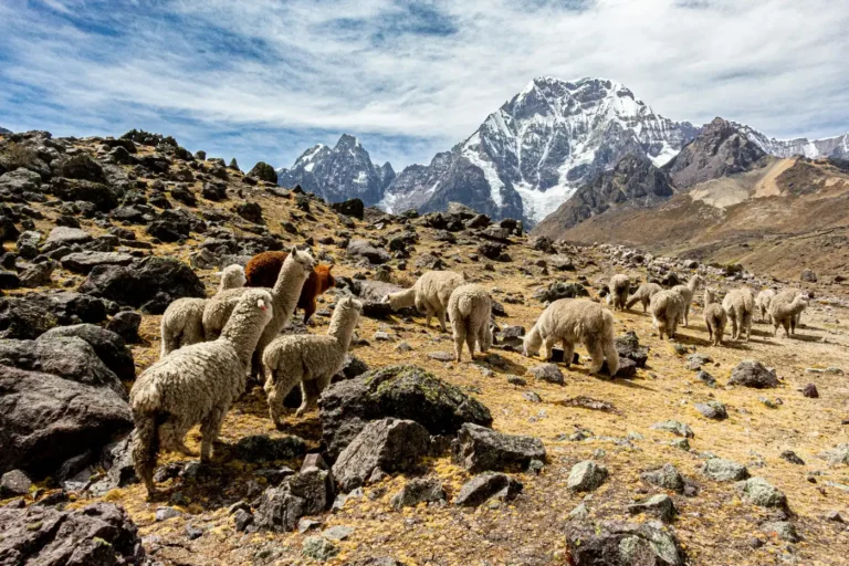 Ausangate Llama Trek
